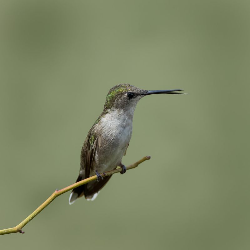 Most Hummingbirds Will Be Gone By October