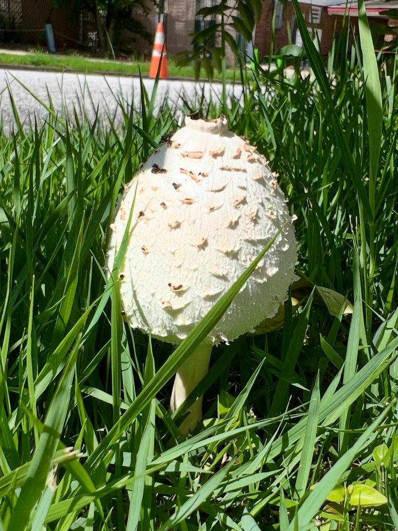 Most Lawn Mushrooms Do Not Harm Grass Most Lawn Mushrooms Do Not Harm Grass