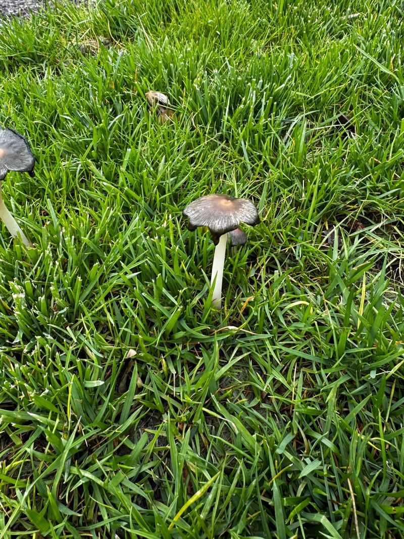 Most Lawn Mushrooms Fade Quickly Most Lawn Mushrooms Fade Quickly