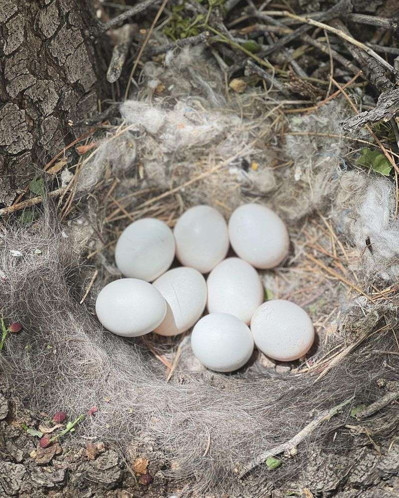 Most Nests Stay Hidden In Thick Plants Most Nests Stay Hidden In Thick Plants