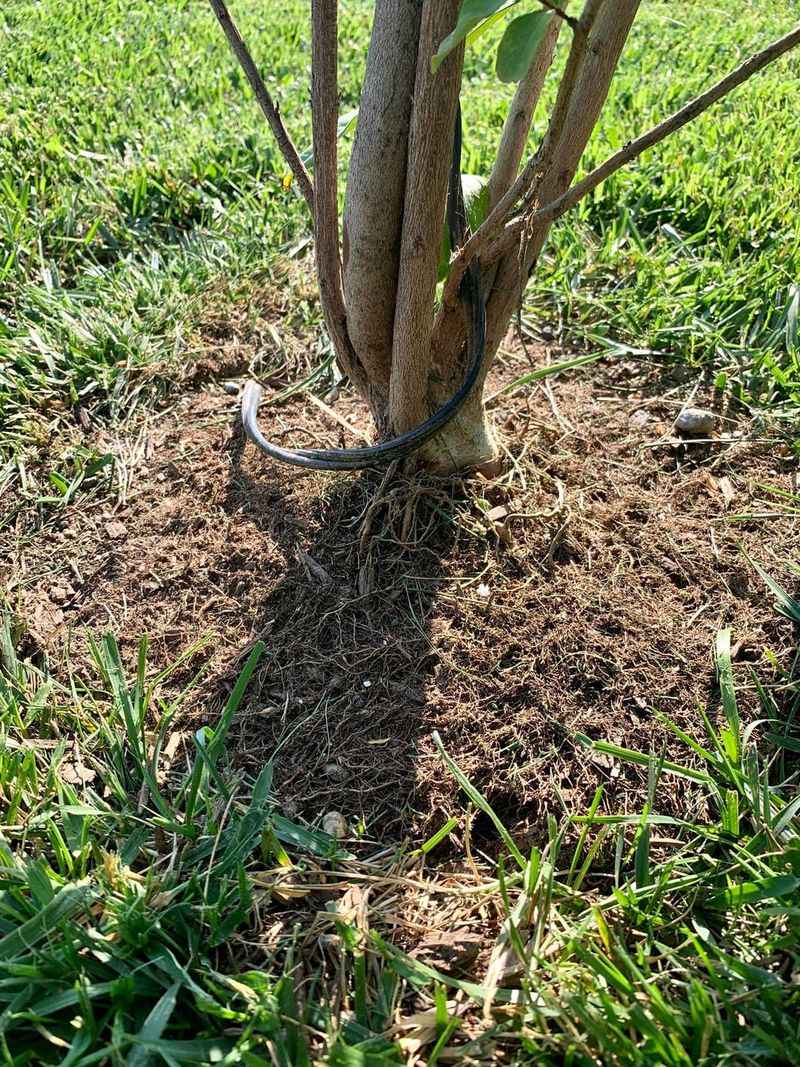 Most Of The Root Action Happens Closer To The Surface