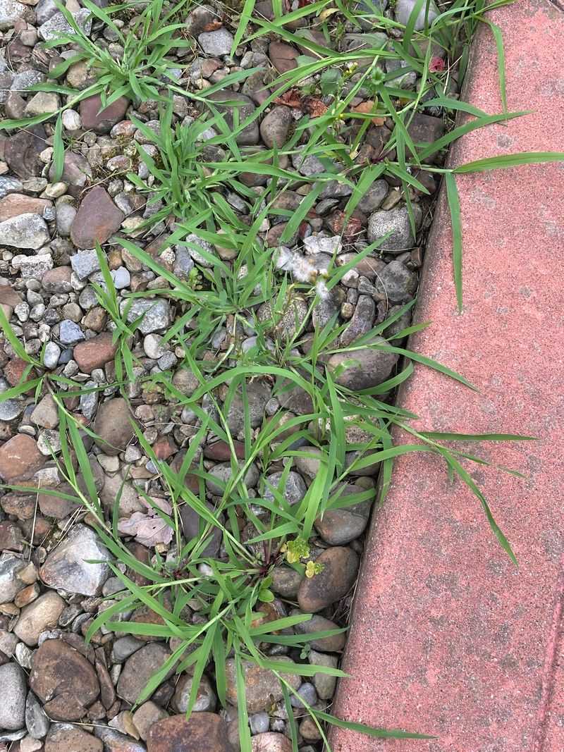 Most People Are Using Vinegar On Weeds Most People Are Using Vinegar On Weeds