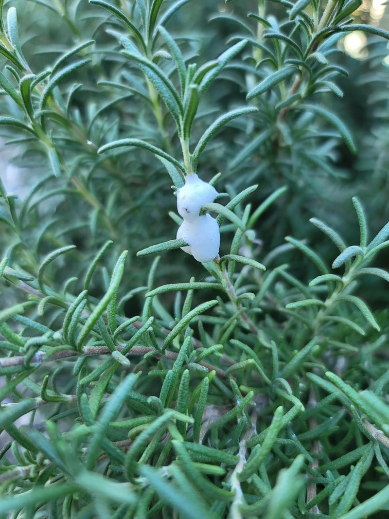 Most Plants Handle A Few Spittlebugs Just Fine