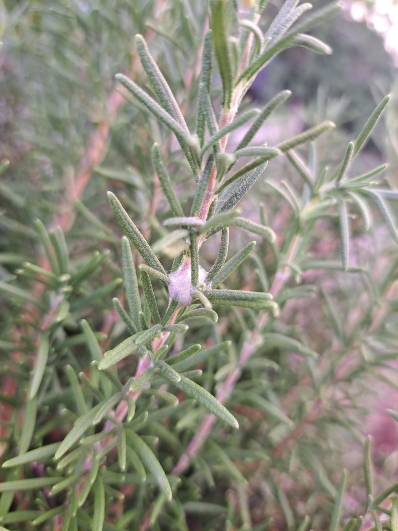Most Plants Handle A Few Spittlebugs Just Fine Most Plants Handle A Few Spittlebugs Just Fine