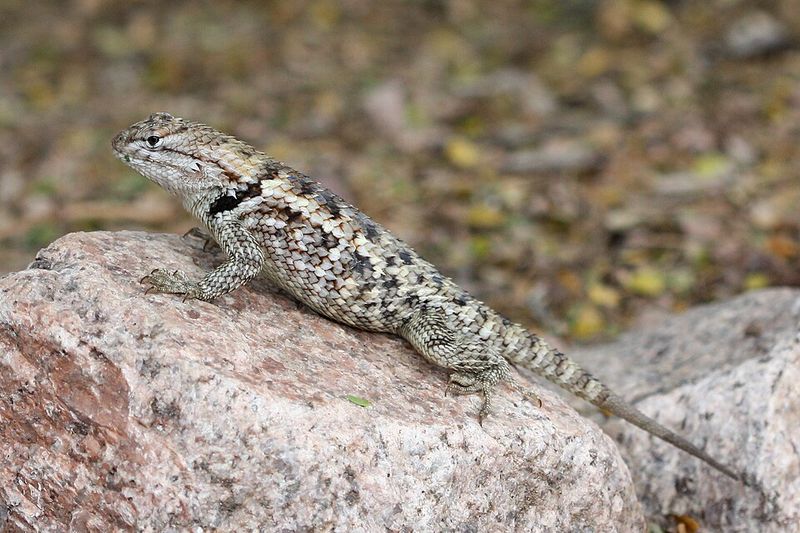 Most Spiny Lizards Are Harmless To Have Around