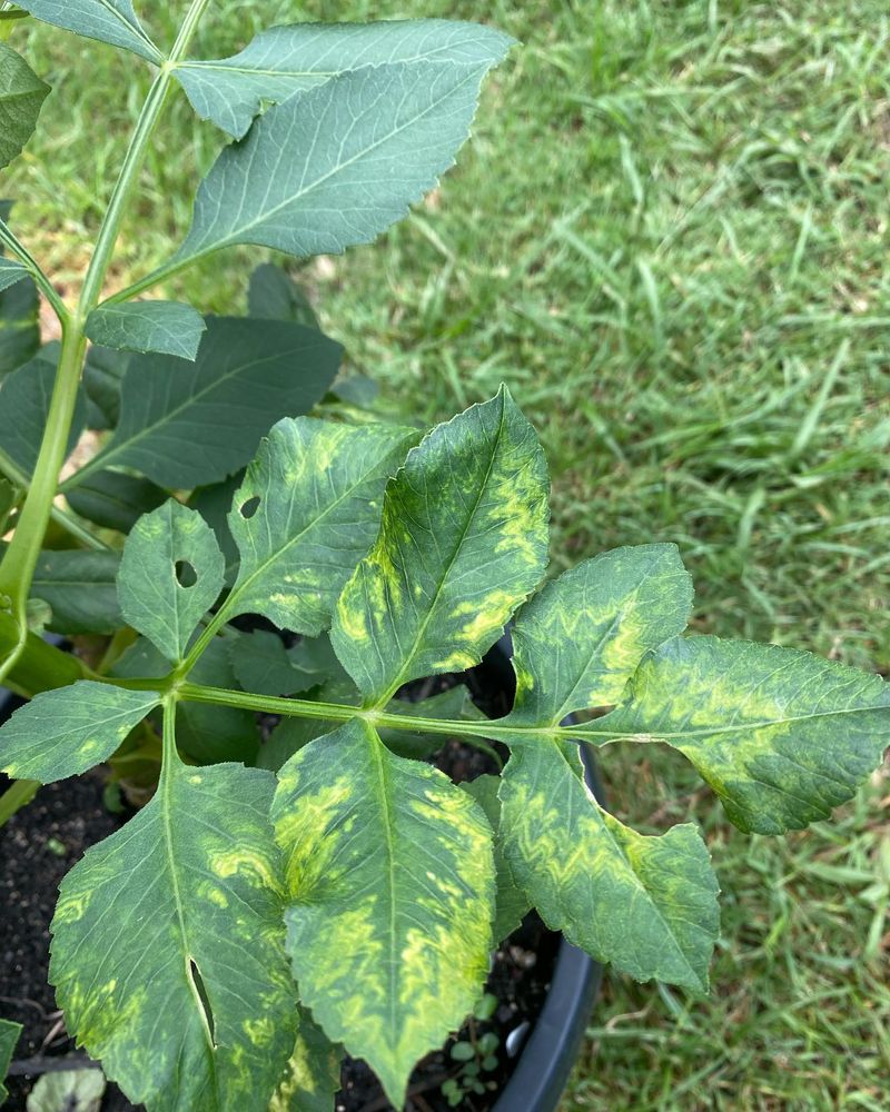 Mottled Leaves Can Signal A Virus