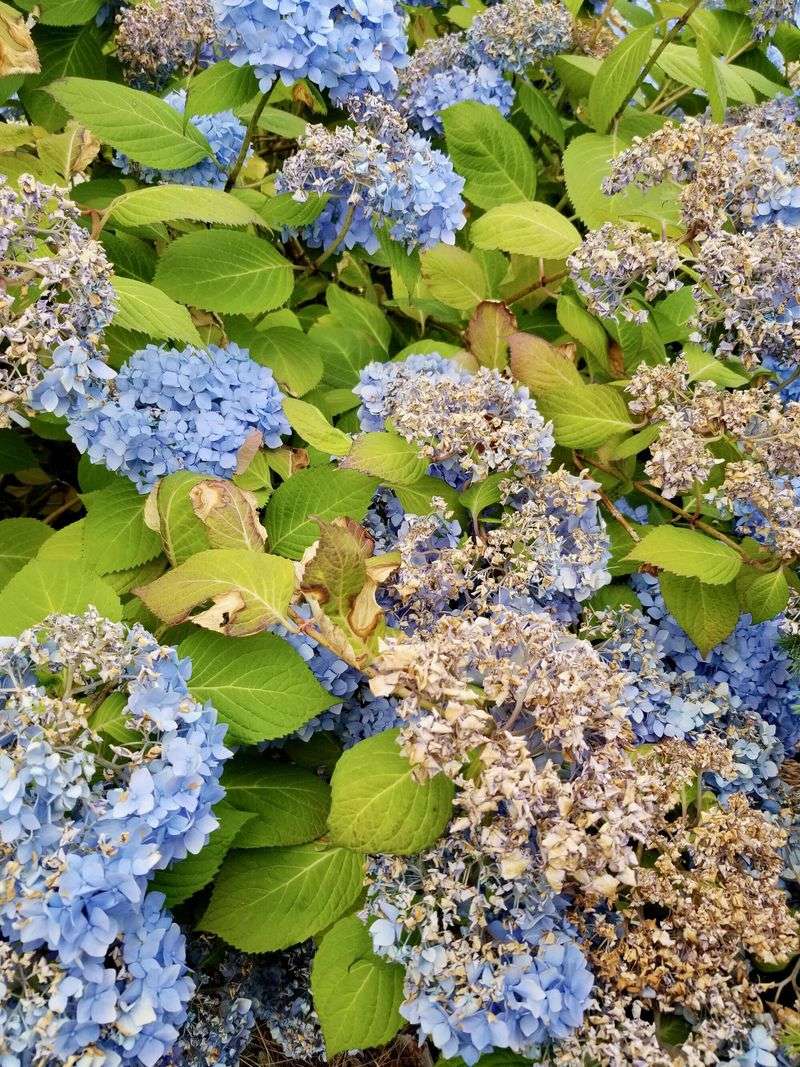 Mountain Hydrangeas May Already Be Preparing Future Blooms Mountain Hydrangeas May Already Be Preparing Future Blooms