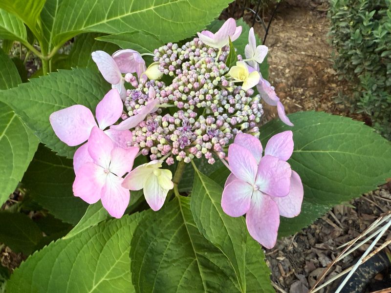 Mountain Hydrangeas Needing A Light Touch