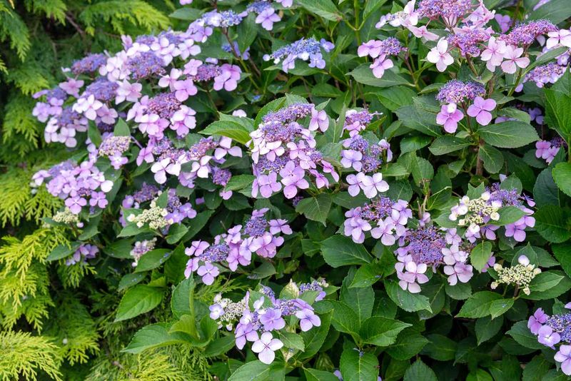 Mountain Hydrangeas Needing Their Final Shape-Up Now