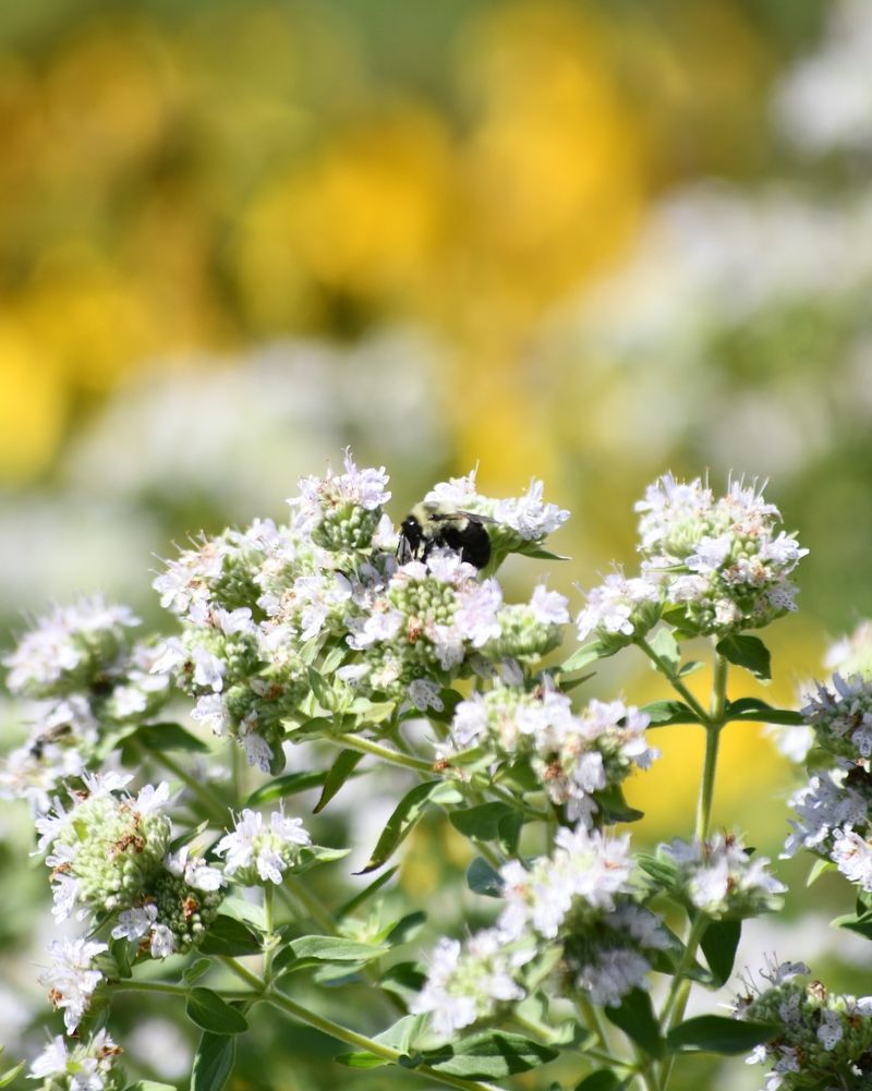 Mountain Mint Mountain Mint
