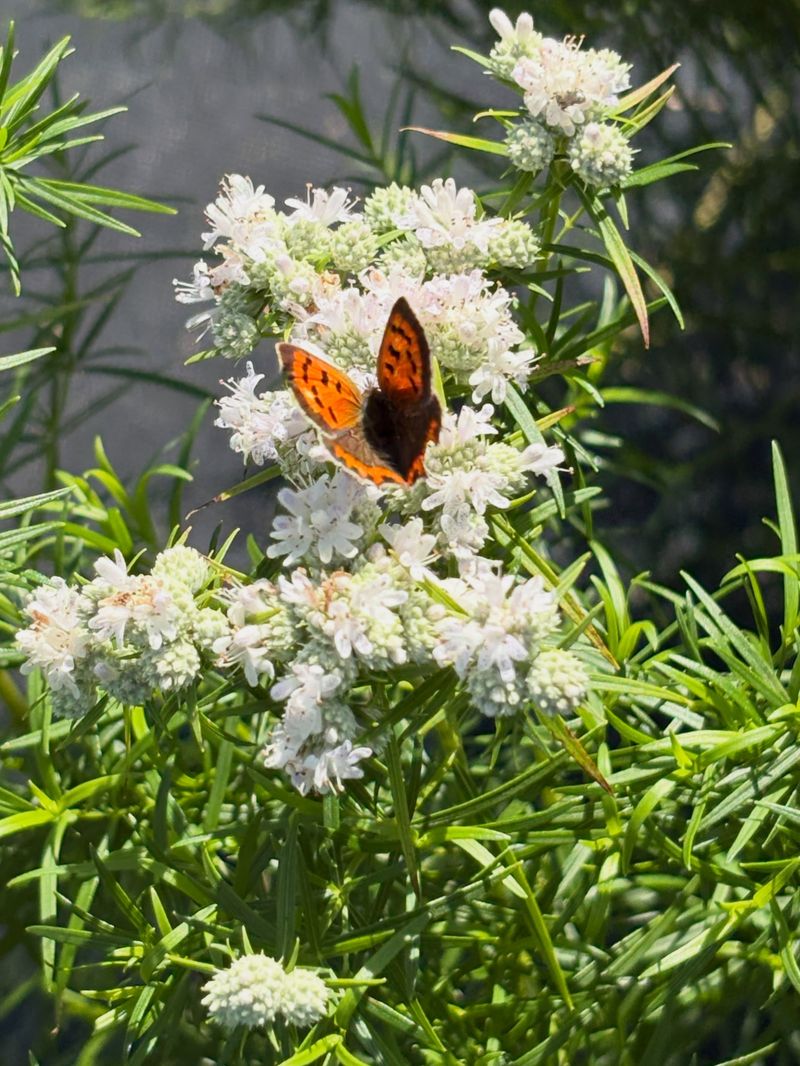 Mountain Mint Mountain Mint