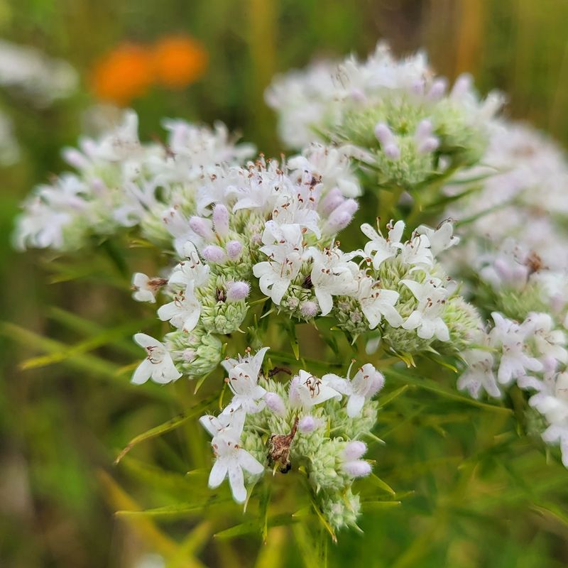 Mountain Mint