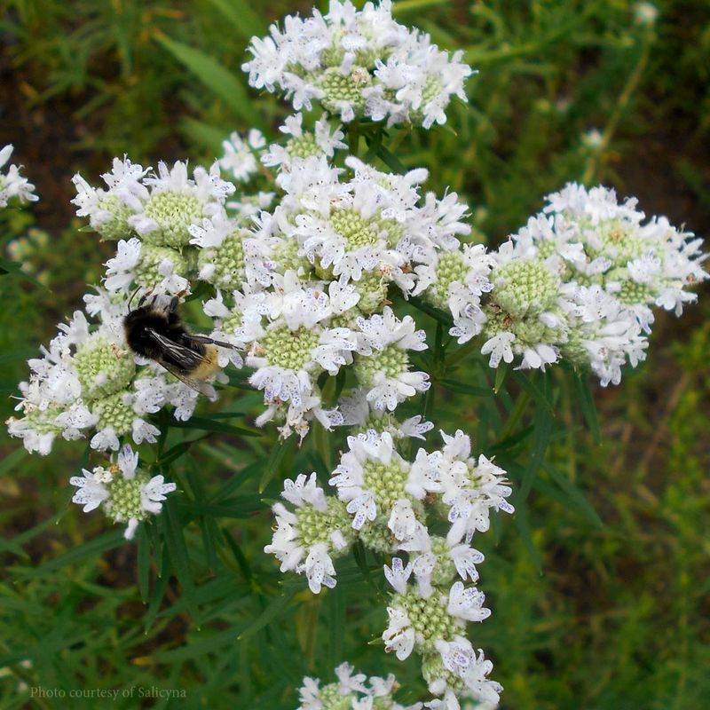 Mountain Mint Has More To Offer After Flowering Ends
