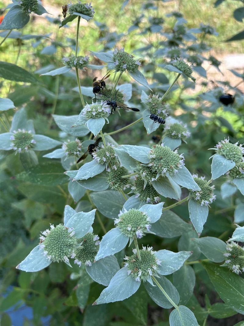 Mountain Mint Hosts A Feeding Frenzy Mountain Mint Hosts A Feeding Frenzy