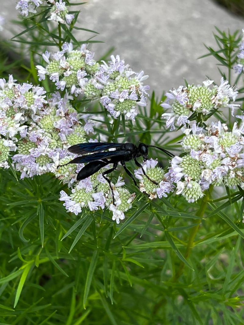 Mountain Mint Resists Deer While Feeding Summer Pollinators