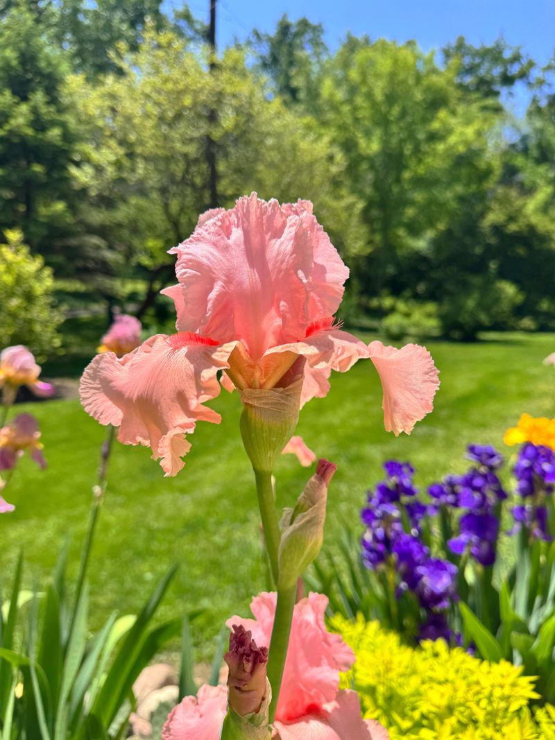 Move Bearded Iris Into Better Ground