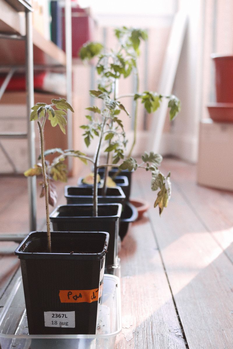 Move Container Plants To Shade