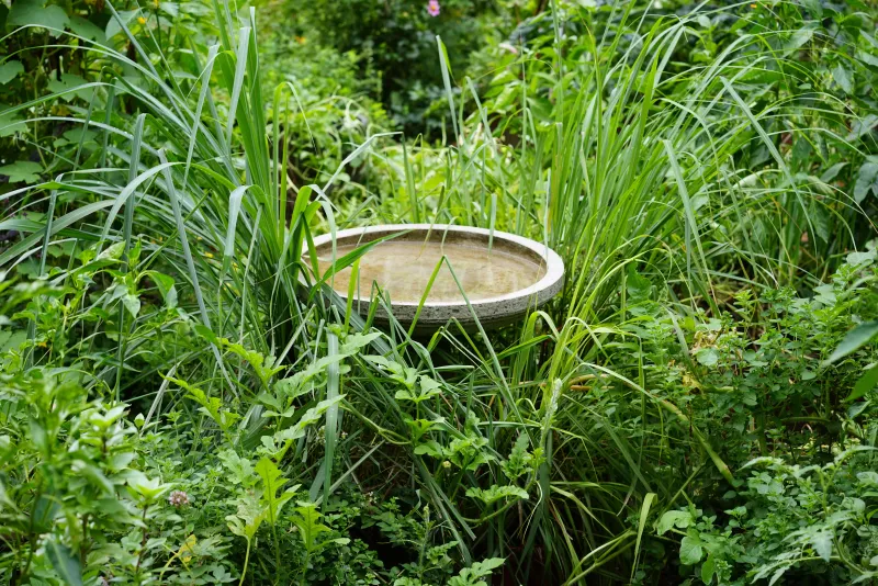 Move Containers Away From Standing Water Move Containers Away From Standing Water