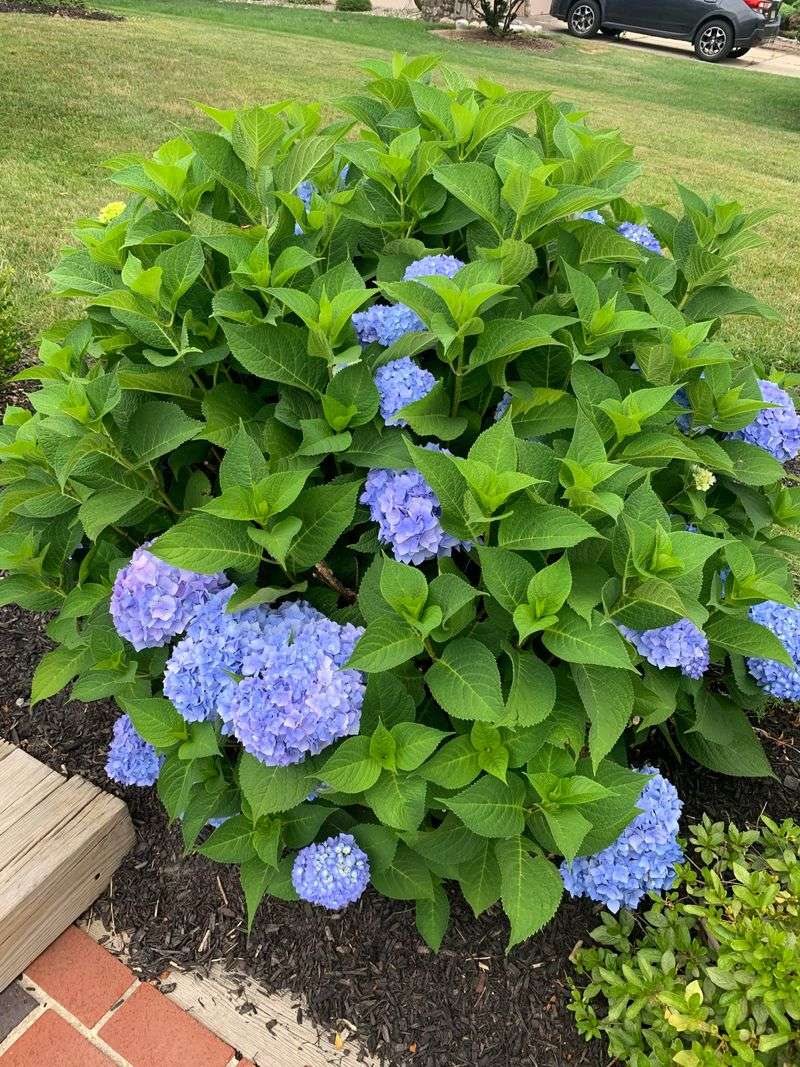 Move Established Hydrangeas With Care