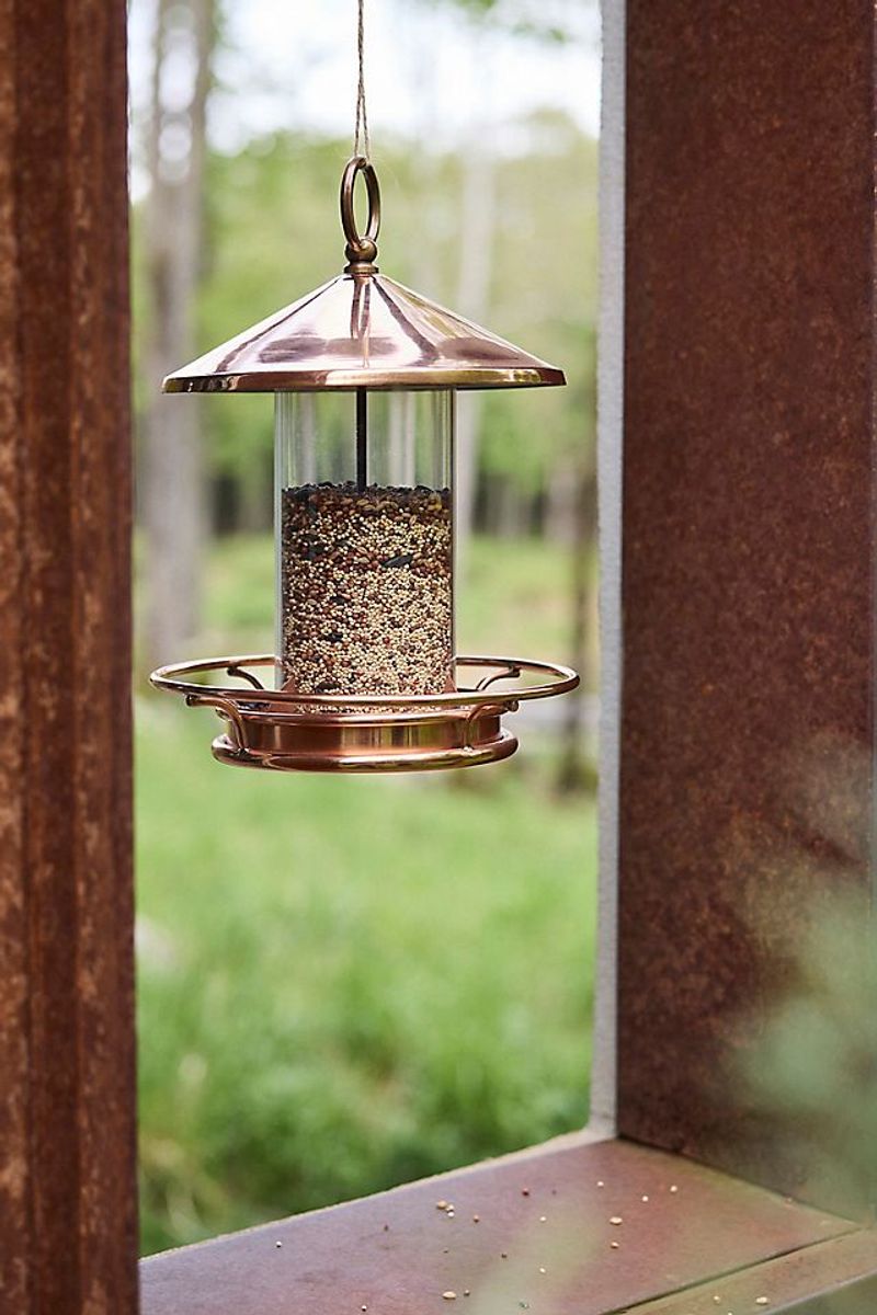 Move Feeders Away From Dense Cover Move Feeders Away From Dense Cover