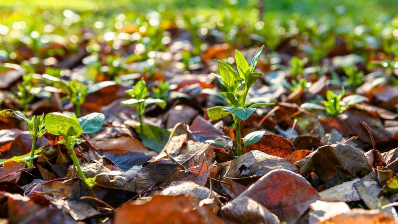 Move Leaves Without Removing Their Benefits
