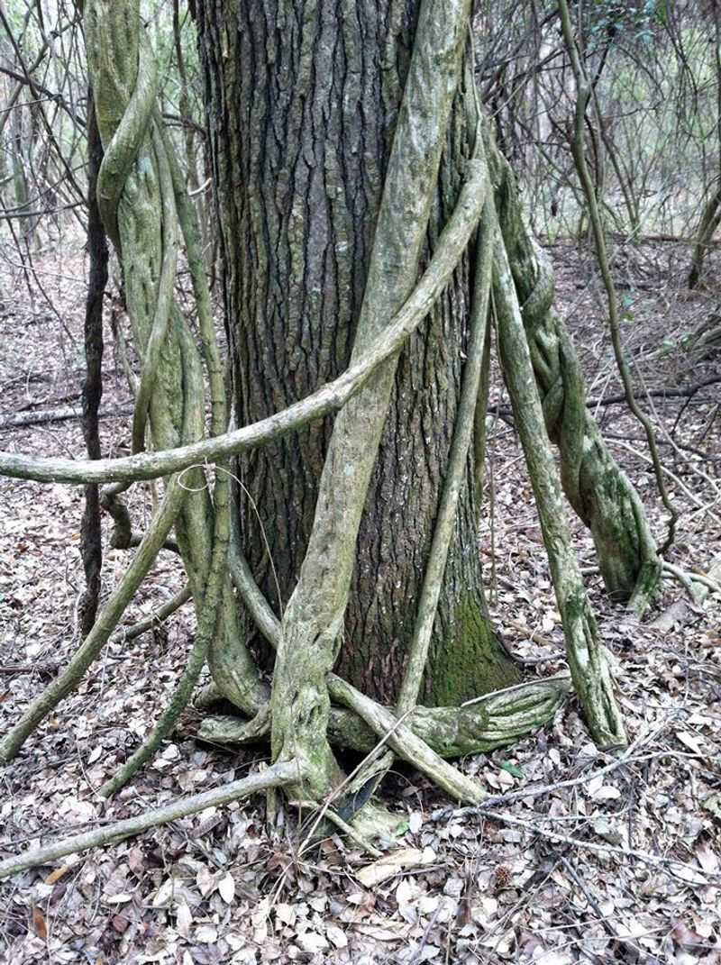 Move Long Stems Away From Nearby Trees