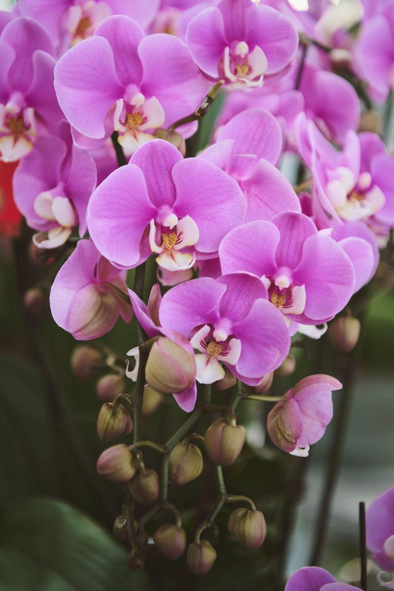 Move Plants Away From Direct Afternoon Heat Move Plants Away From Direct Afternoon Heat