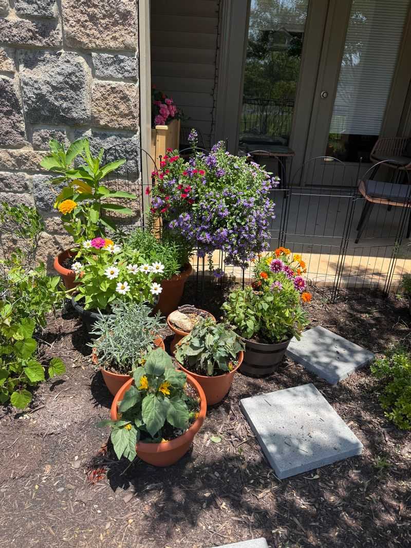 Move Pots Out Of Brutal Afternoon Sun