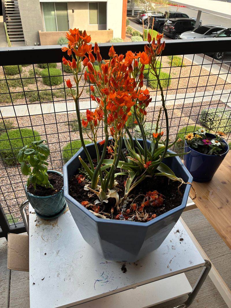 Move Pots Out Of Reflected Afternoon Heat