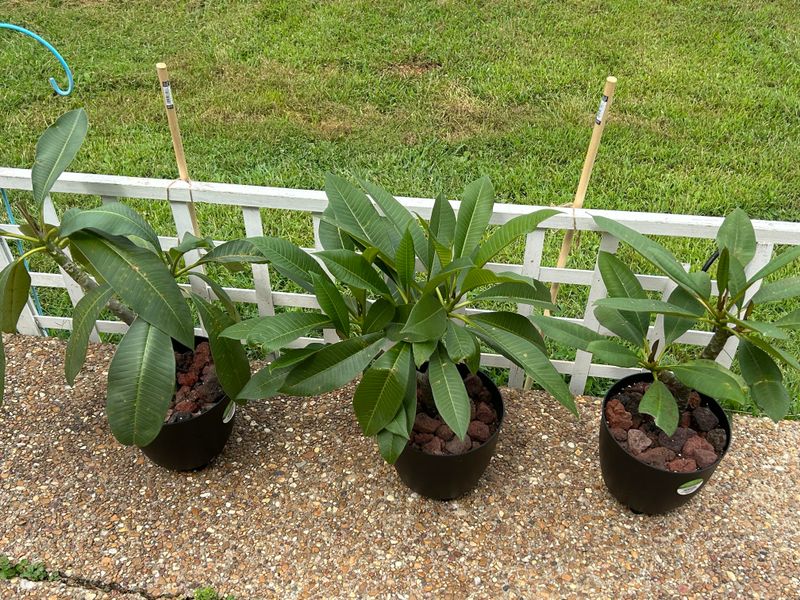 Move Potted Plumerias Before Frost Gets Close Move Potted Plumerias Before Frost Gets Close