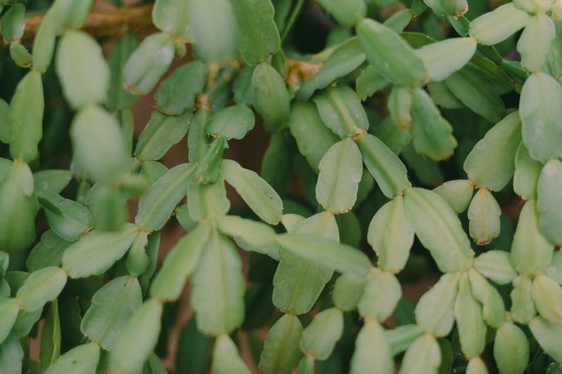 Move The Plant To A Cooler Spot Move The Plant To A Cooler Spot