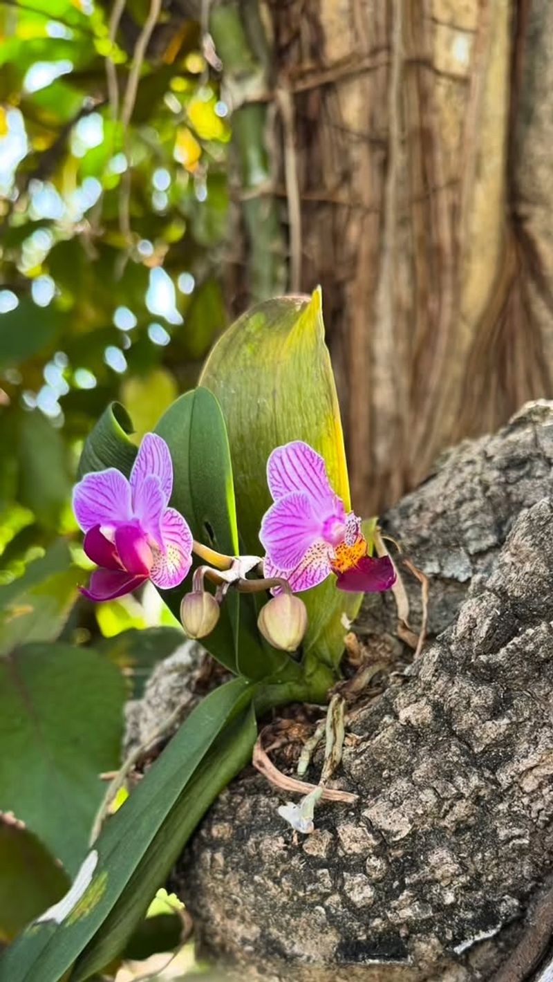 Moving A Shaded Orchid Into Full Sun Can Create A Second Problem Moving A Shaded Orchid Into Full Sun Can Create A Second Problem