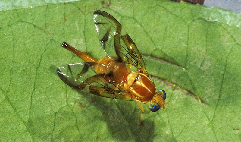 Moving Backyard Fruit Can Spread Larvae To New Areas Moving Backyard Fruit Can Spread Larvae To New Areas