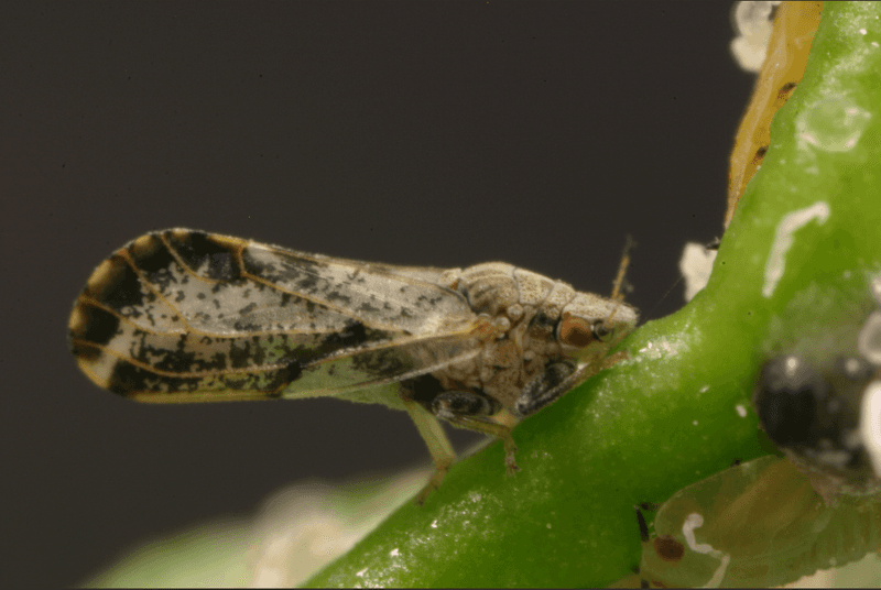 Moving Citrus Can Spread The Problem