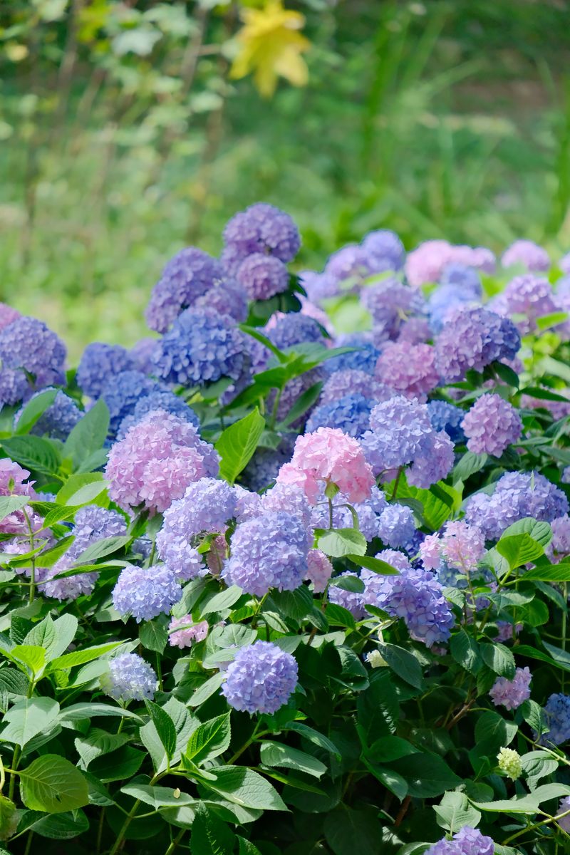 Moving Plants During Peak Summer Heat