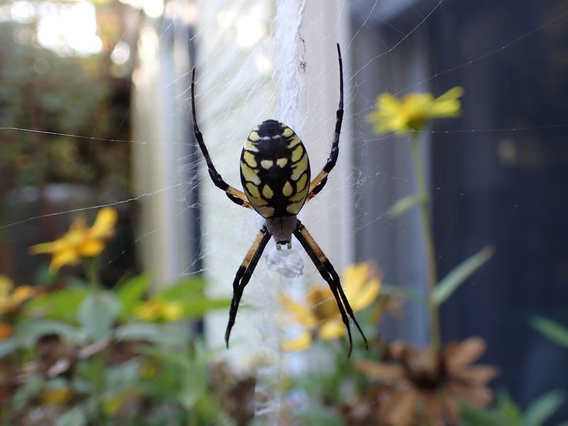 Moving The Web Is Often Enough