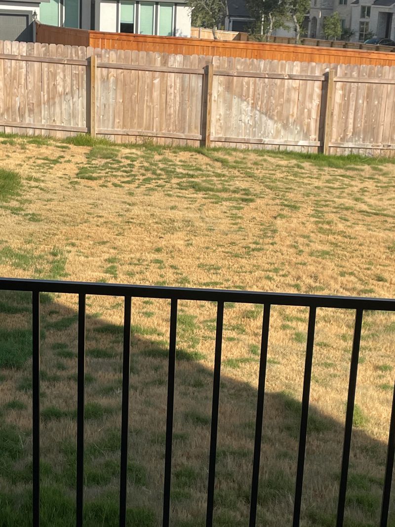 Mowing Dormant Grass Just To Make It Neat