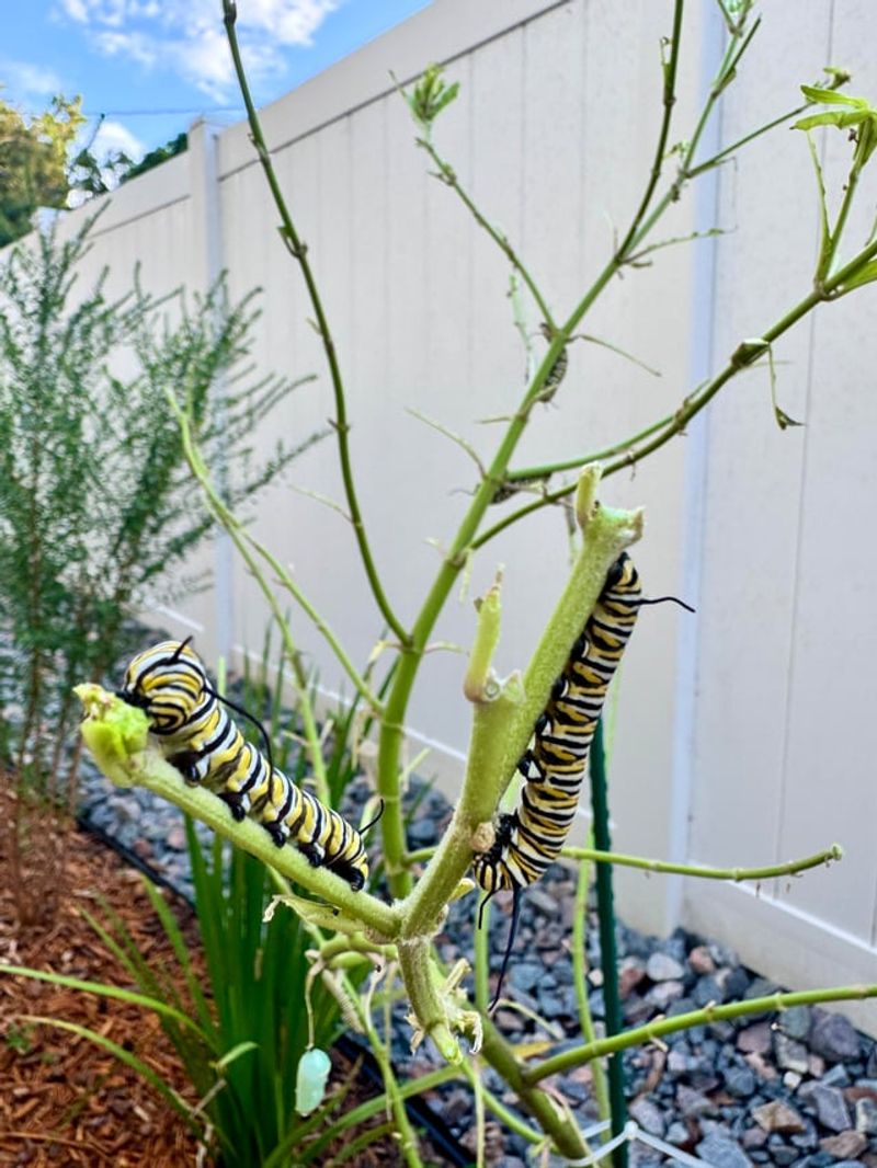 Mowing Less Saves The Plants Caterpillars Actually Need