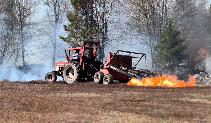 Mowing Or Burning Resets The Plants For Next Season