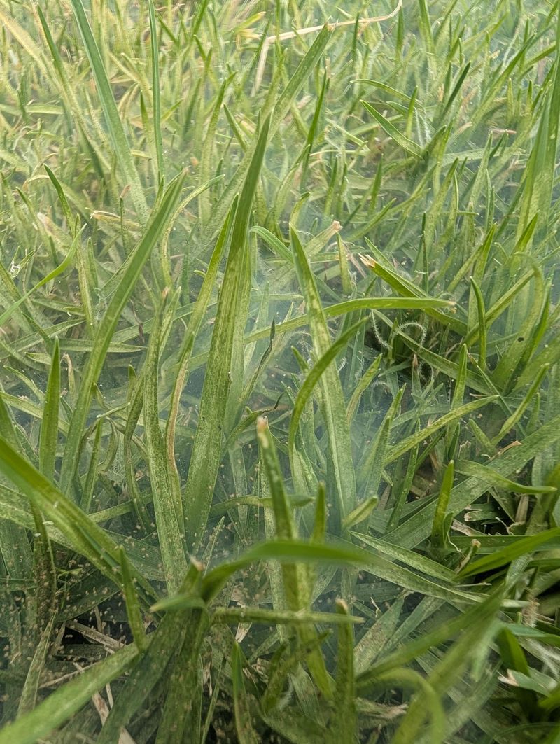 Mowing Weedy Borders Without A Plan