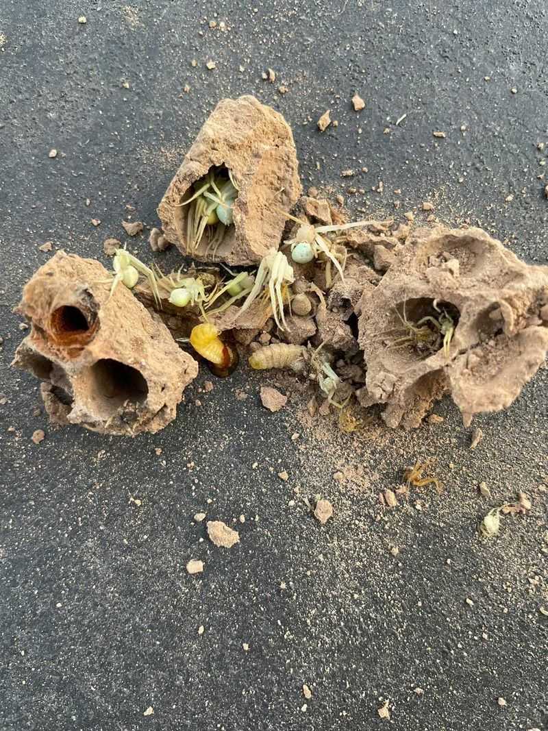 Mud Dauber Tubes Stuck To Walls And Sheds