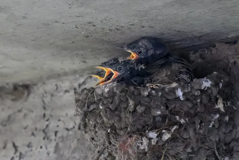 Mud Is A Sign Nest Building Has Started
