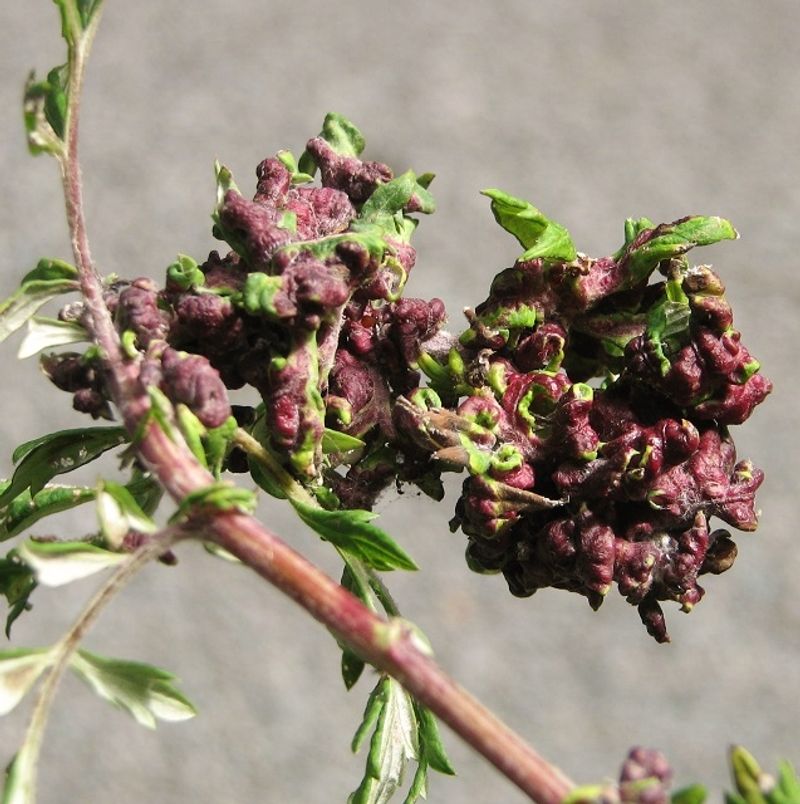 Mugwort (Artemisia Vulgaris) Mugwort (Artemisia Vulgaris)