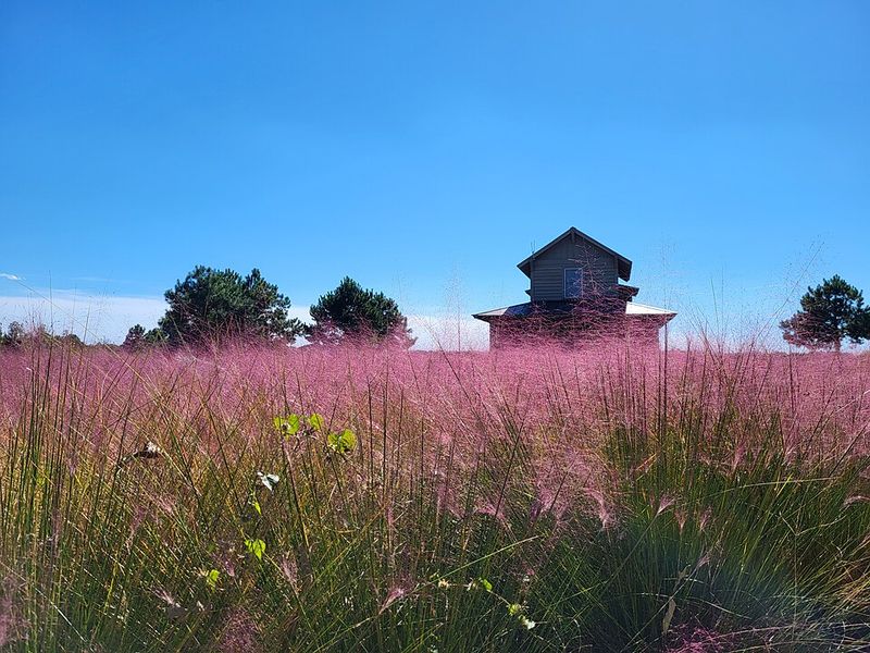 Muhly Grass Adapts Easily To Sandy And Well Drained Soil