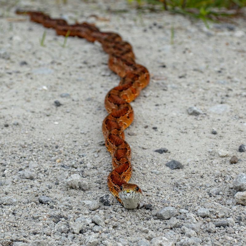 Mulch And Debris Give This Snake Easy Cover
