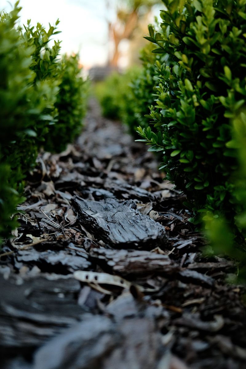 Mulch Around Base To Retain Moisture
