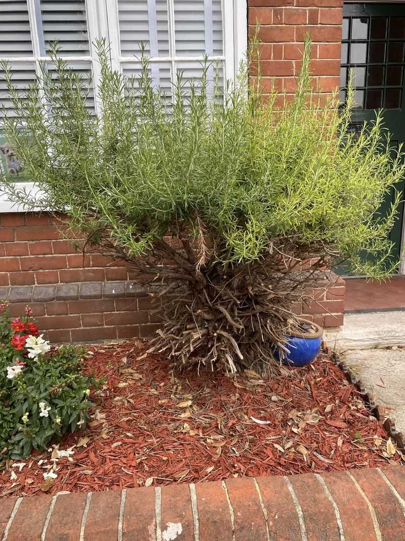 Mulch Around The Base Can Hold Too Much Moisture