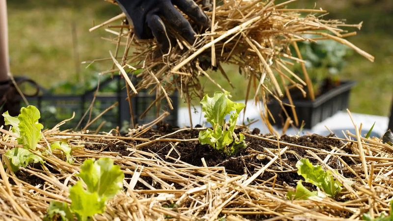 Mulch Can Help Hold Moisture Around Newly Sown Seeds