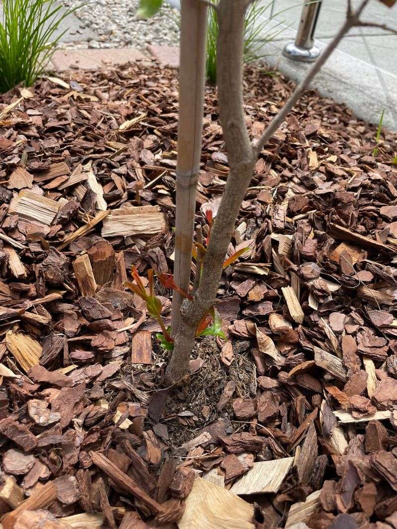 Mulch Can Help Keep The Root Zone More Consistent