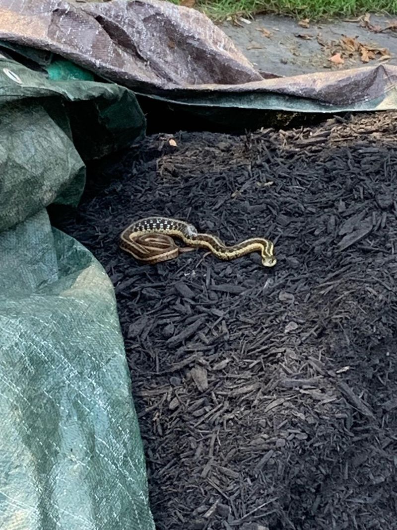 Mulch Gives Them Plenty Of Places To Slip Into